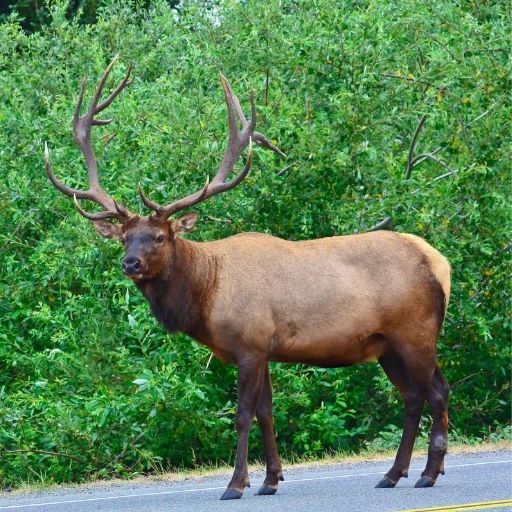Deer Transport